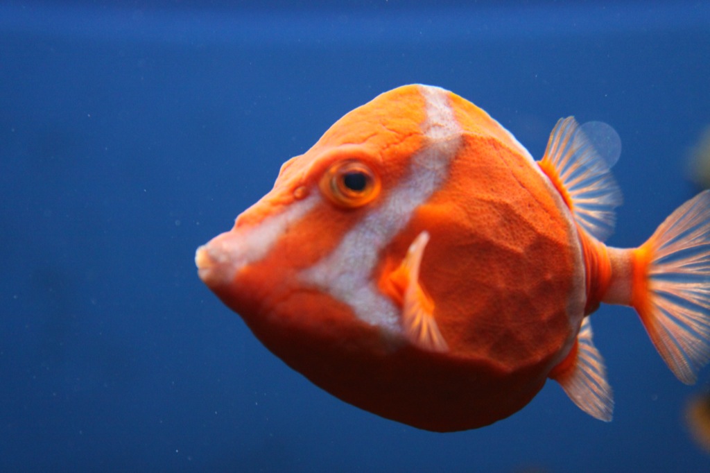 Big Orange