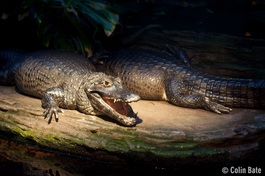 Caiman