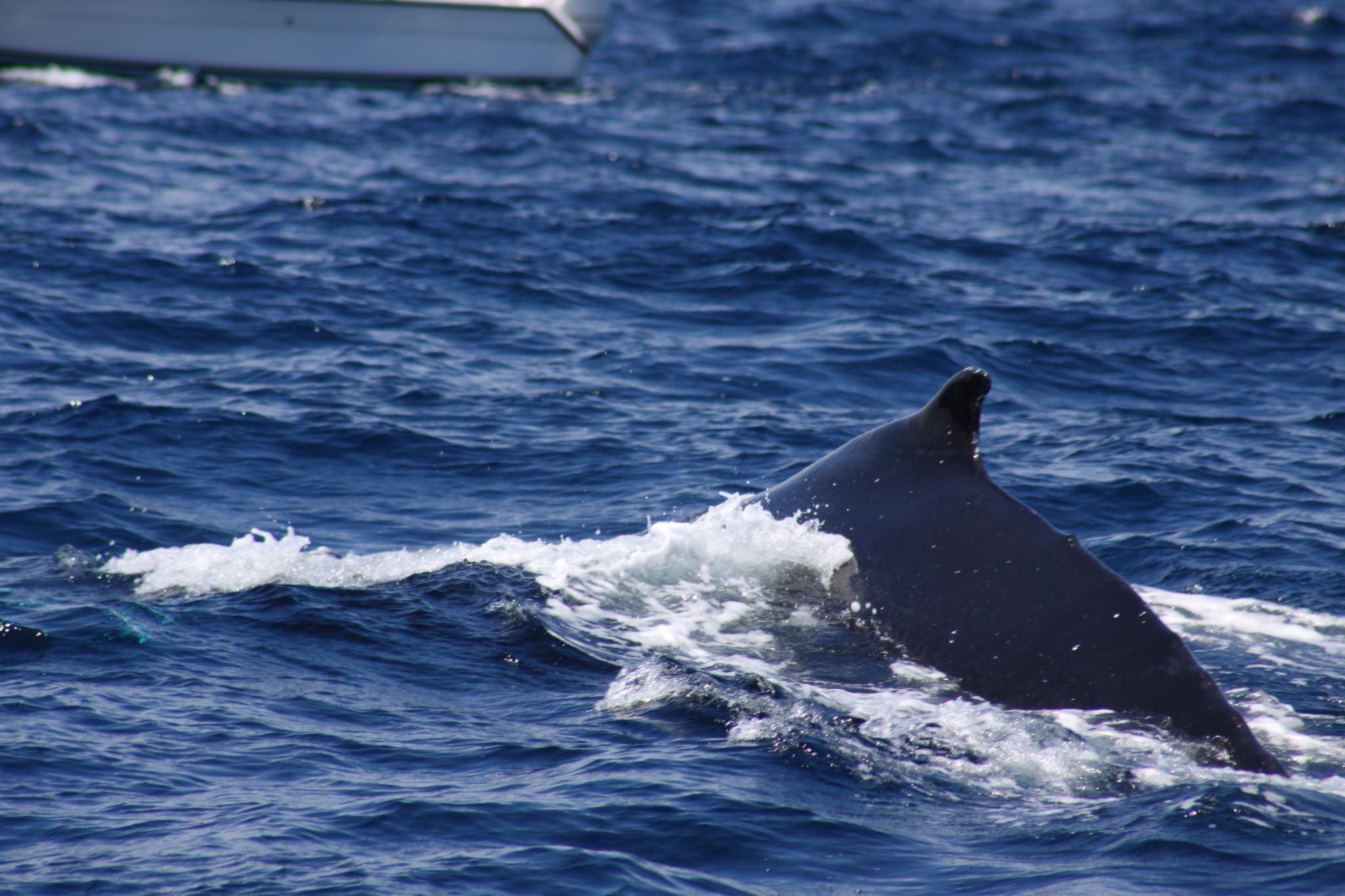 Close encounter