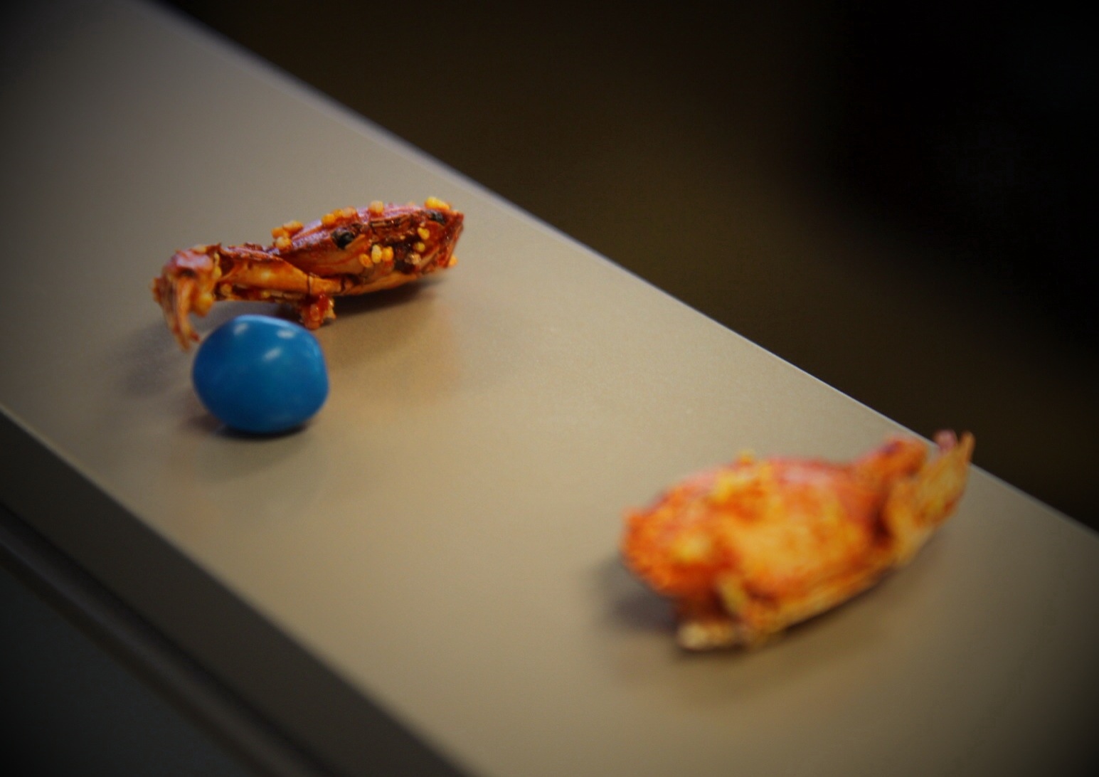 Crabs at play
