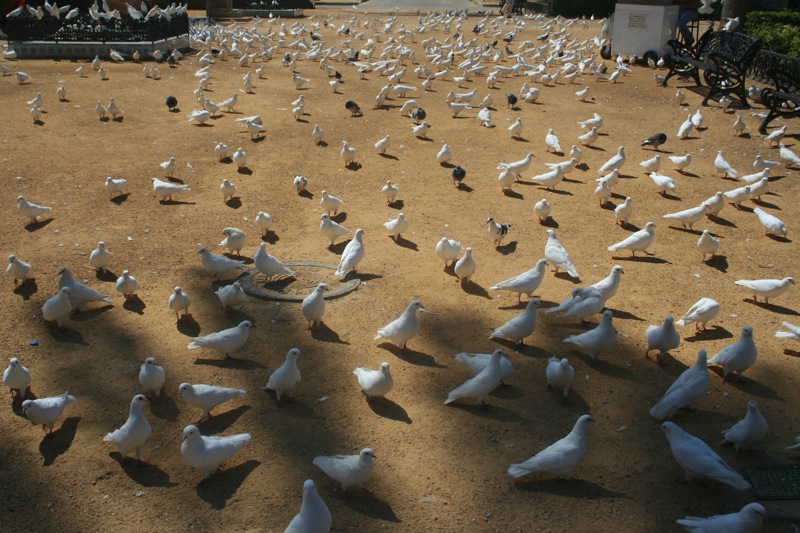 Doves!