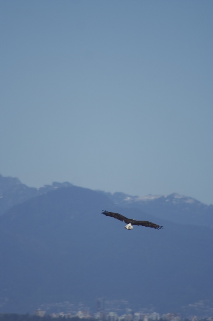 Eagle in flight