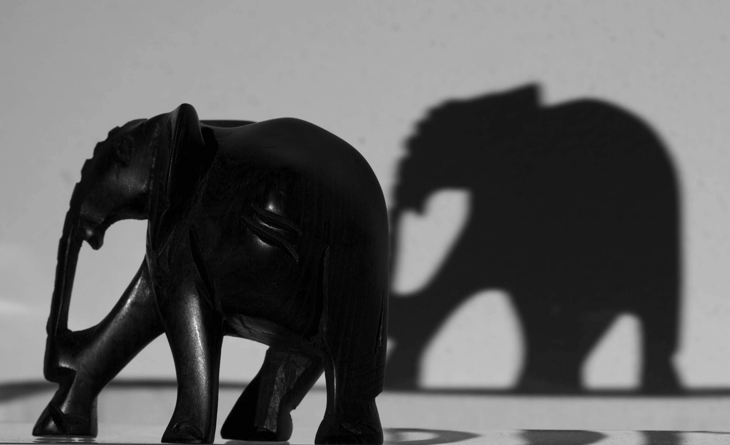 Elephants on parade