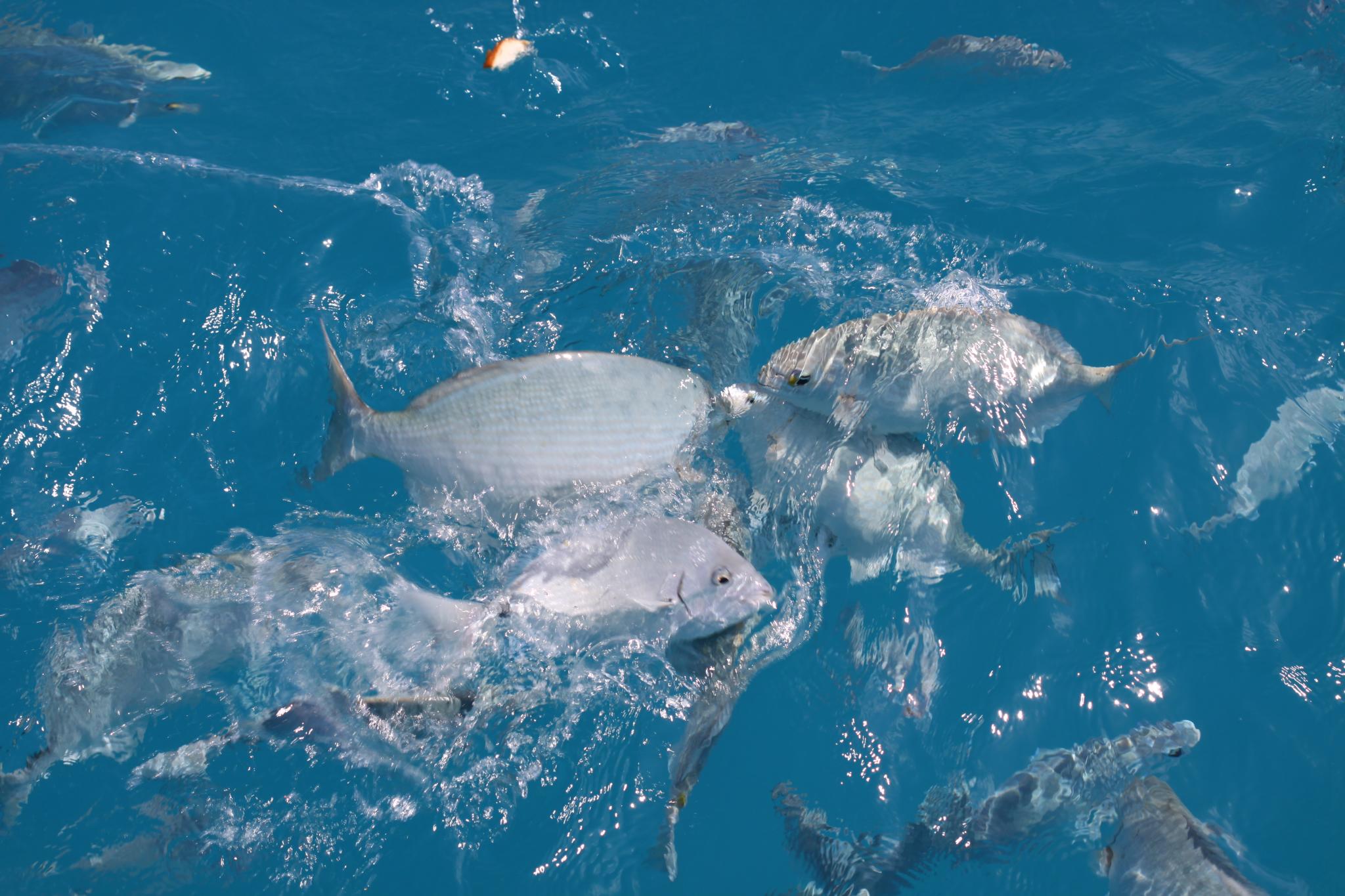 Feeding frenzy