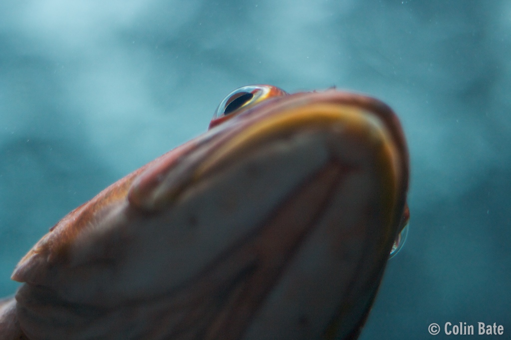 Fish Eye