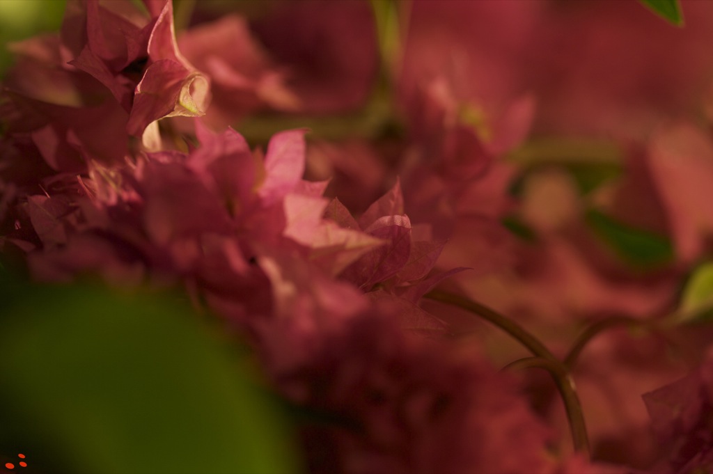Flowers at night