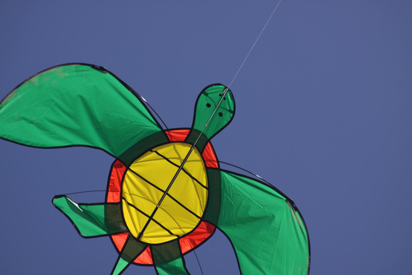 Flying turtle