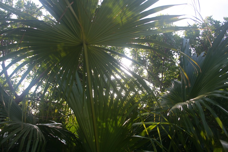 Foliage