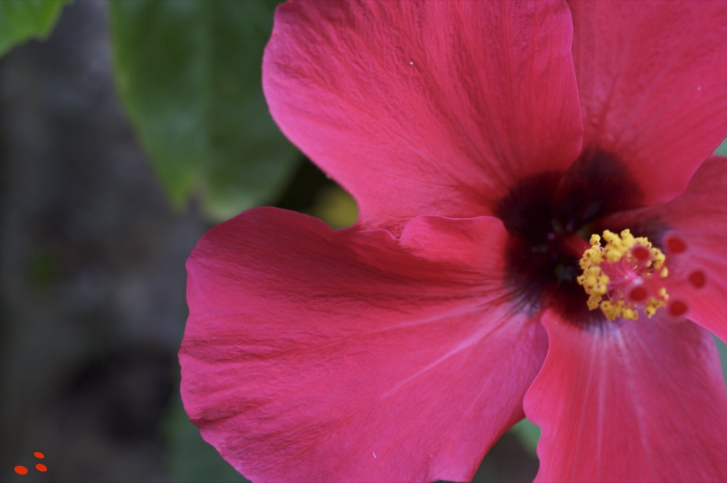 Fushia