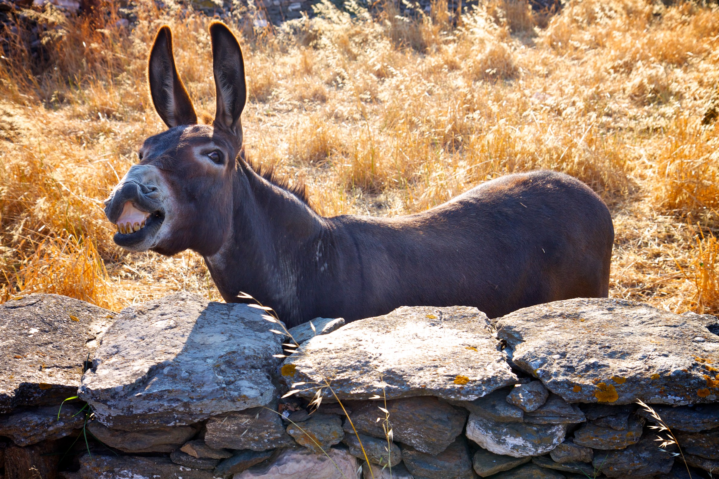 Hello Donkey