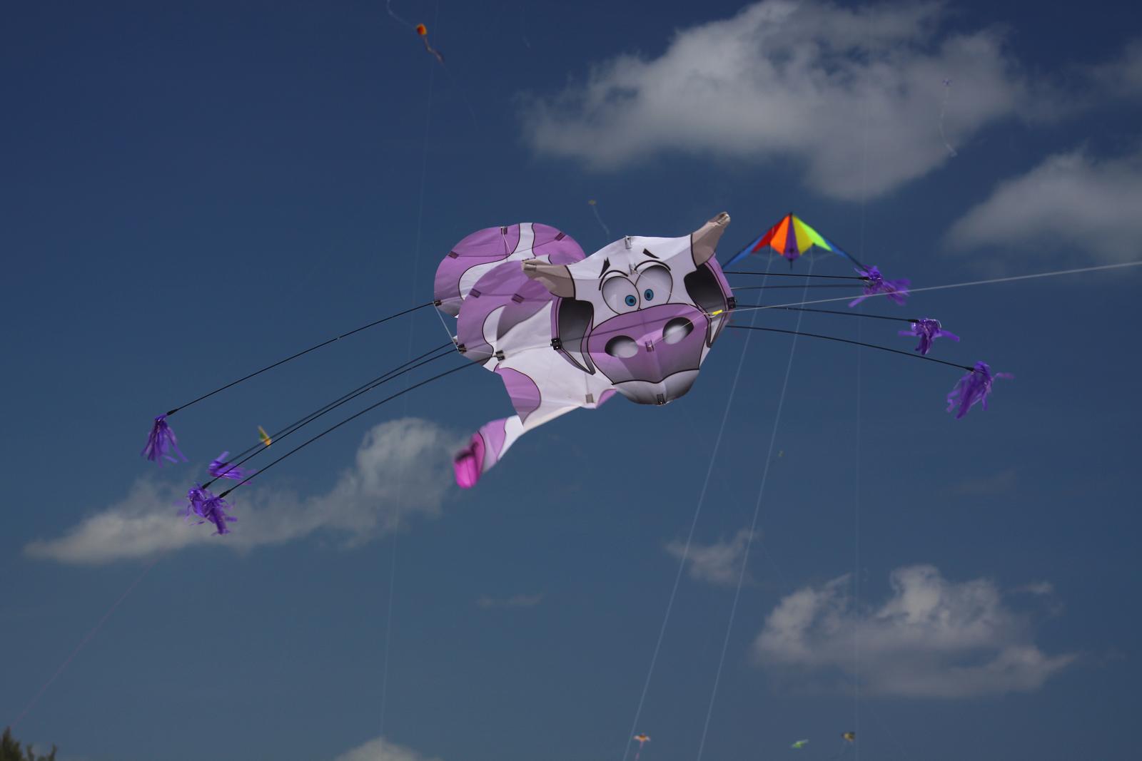 It's a bird, it's a plane, it's a cow!?