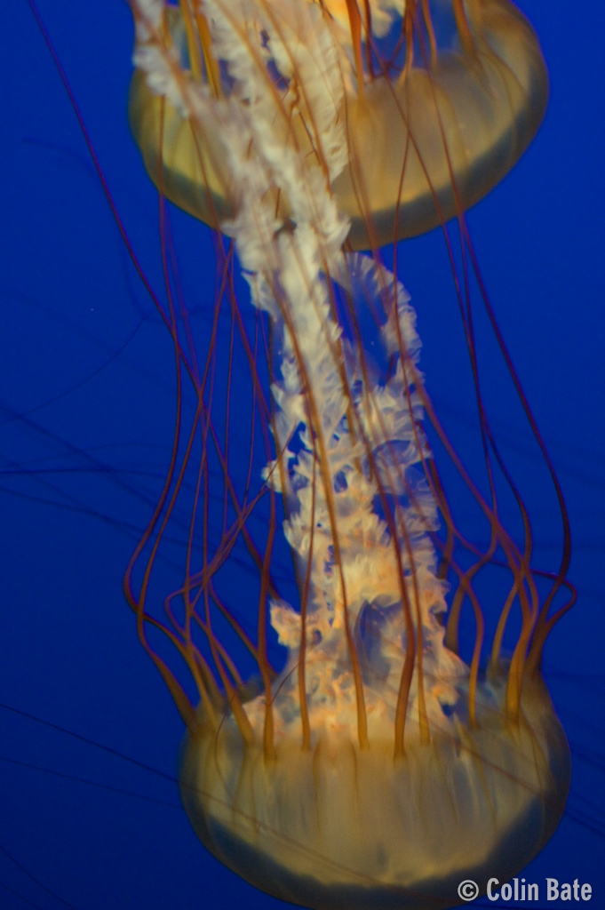 Jellyfish I
