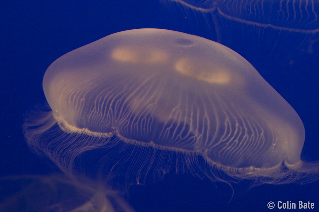 Jellyfish II