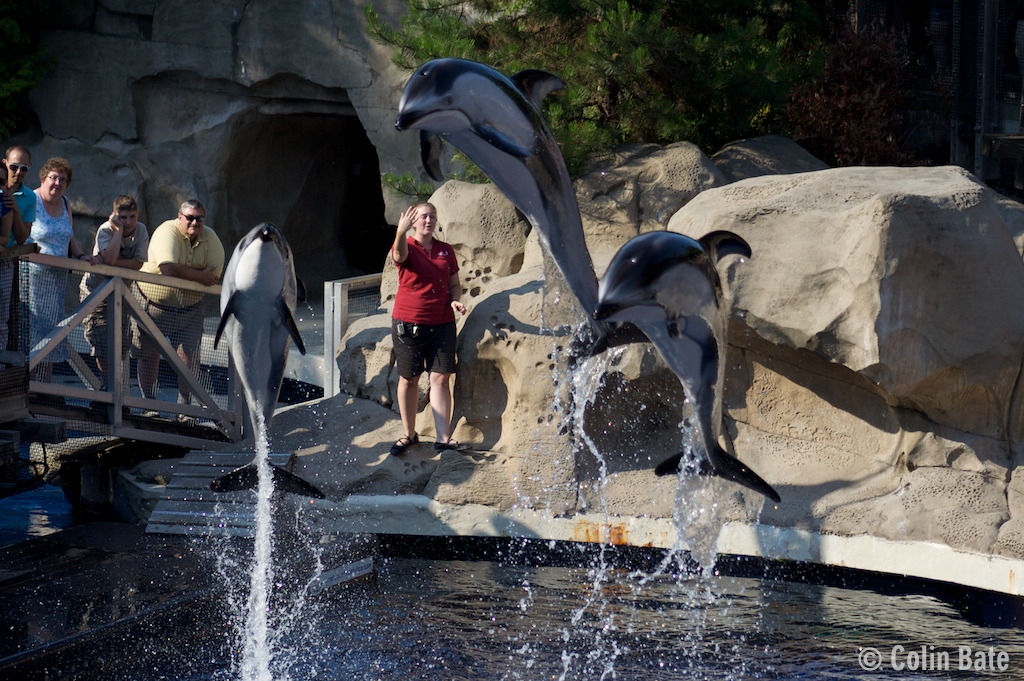 Jumping dolphins