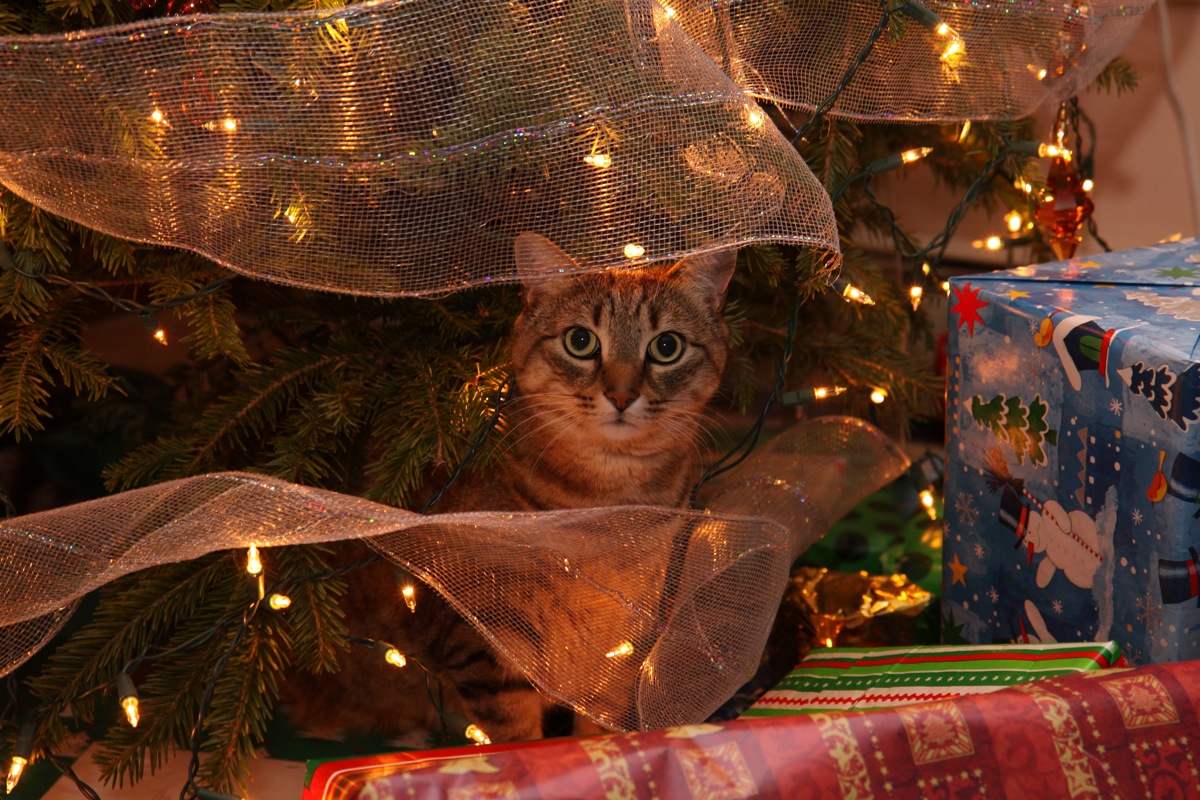 King of the tree