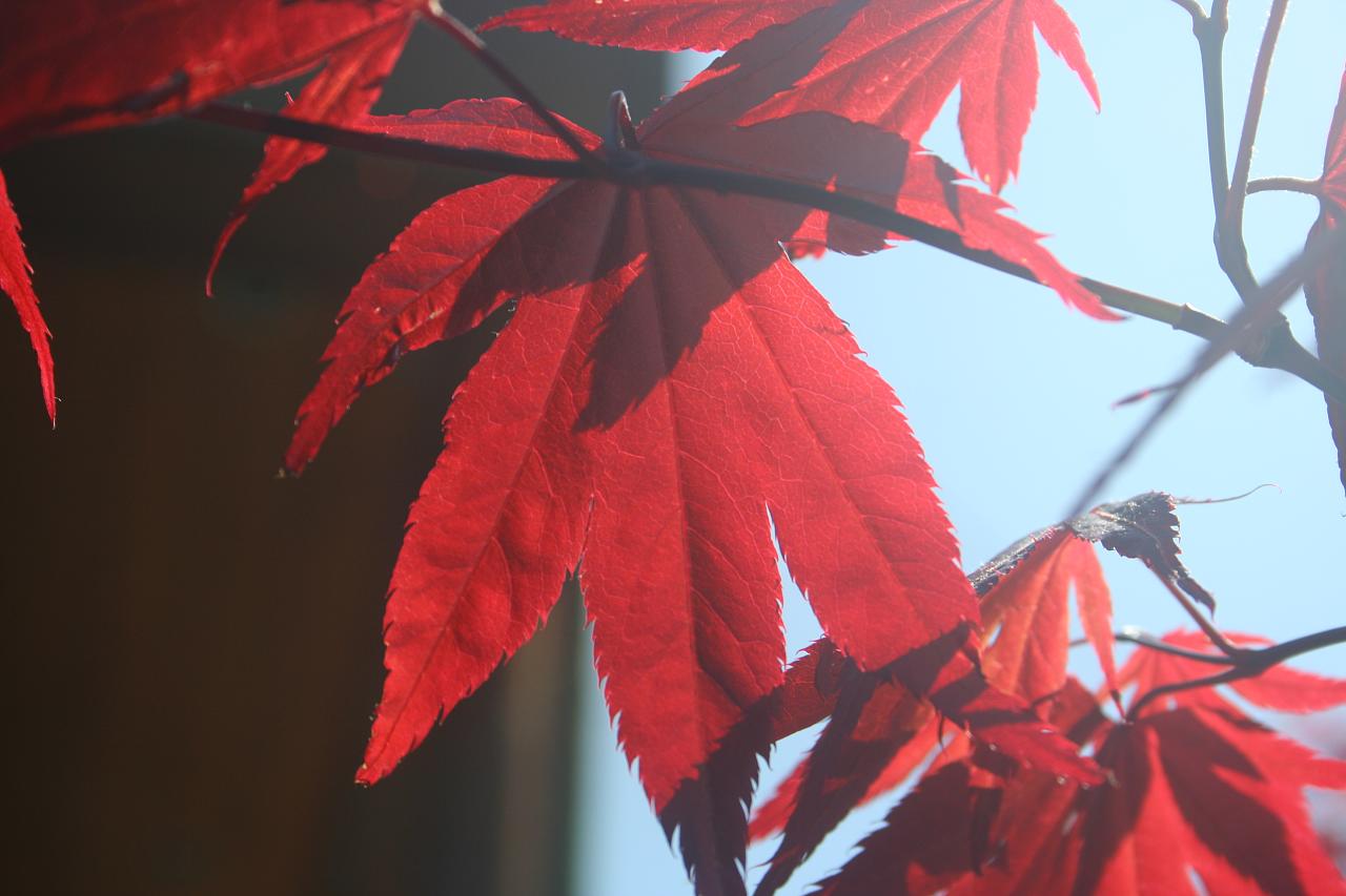 Leaves