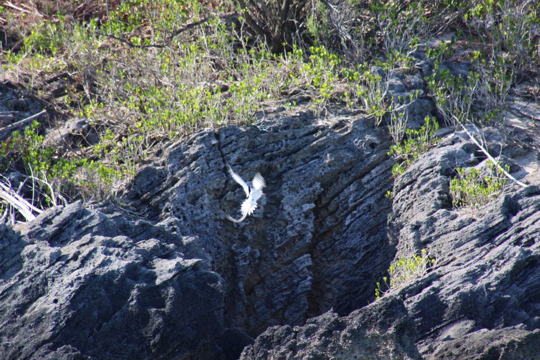 Longtail landing