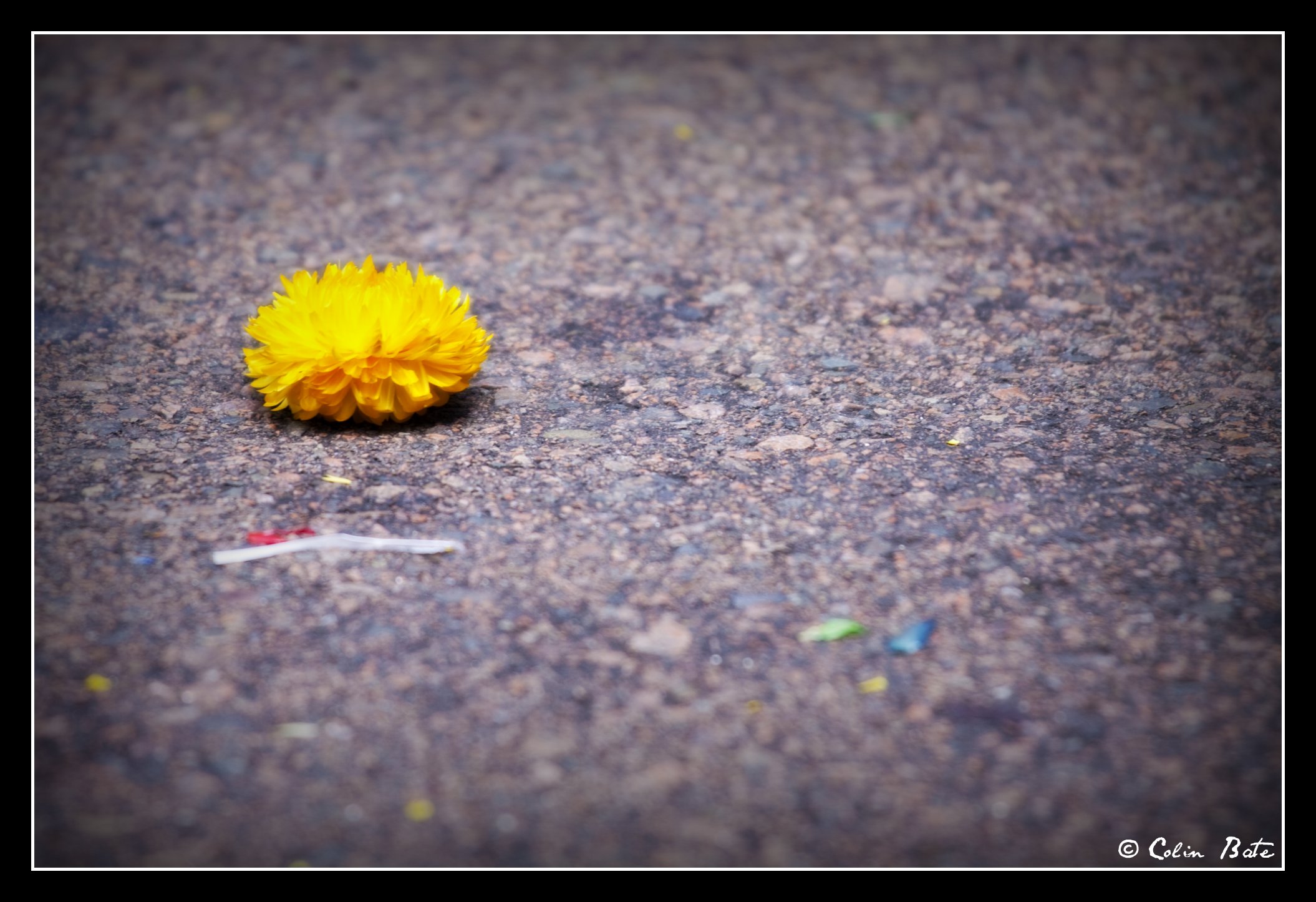 Lost flower