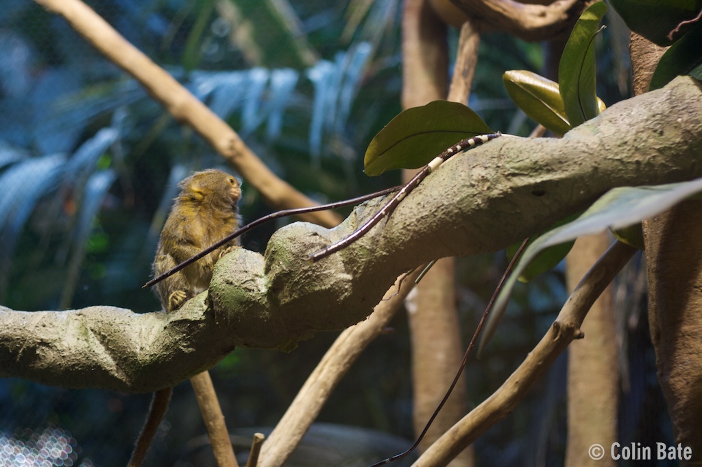 Marmoset