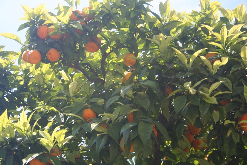 Orange trees