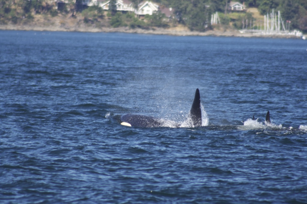 Orca spray