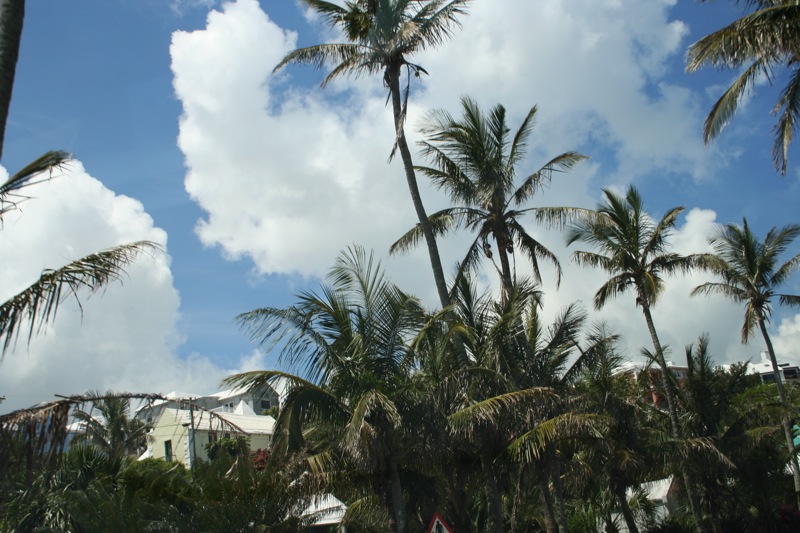 Palms