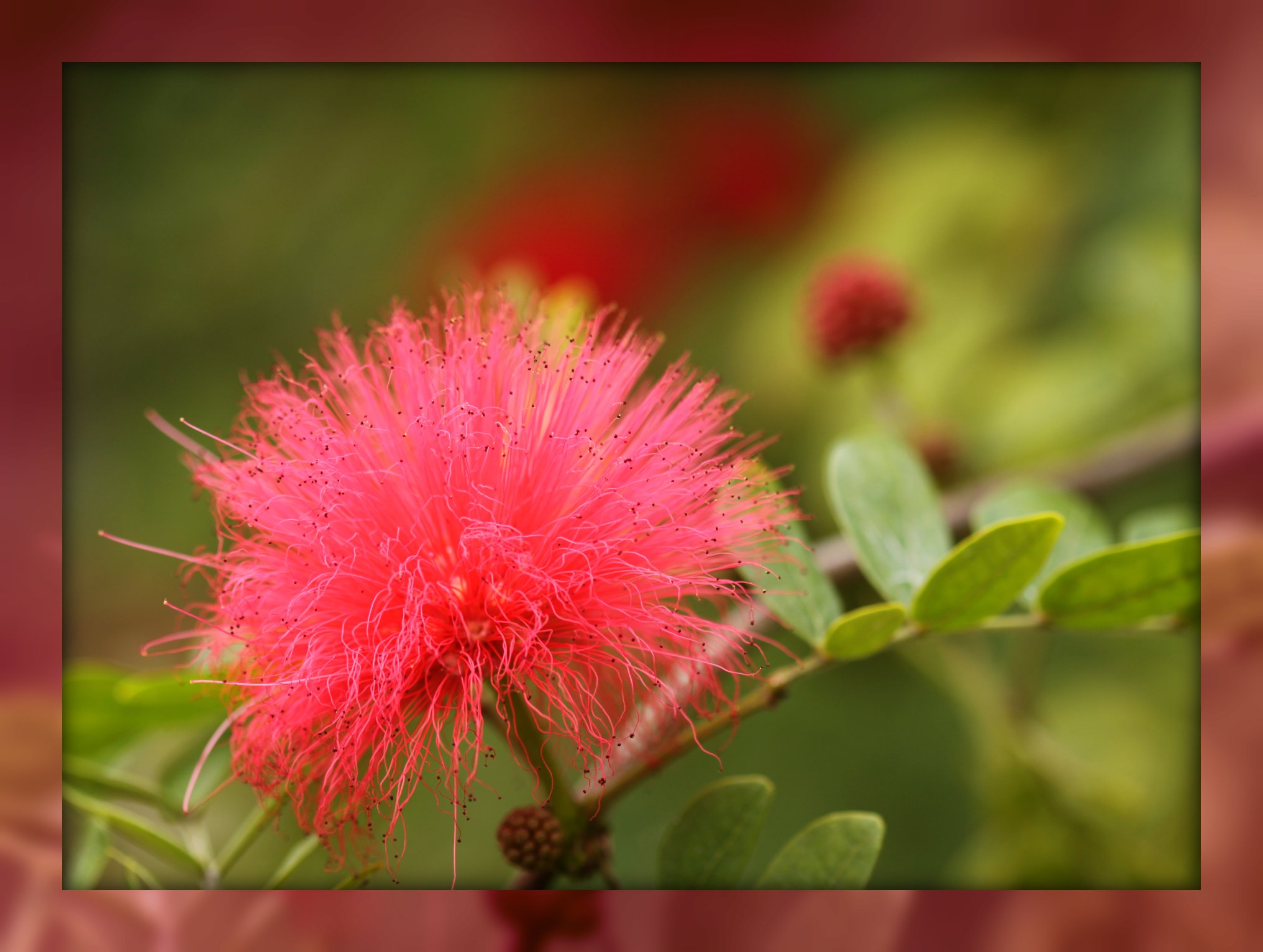 Pink Flower
