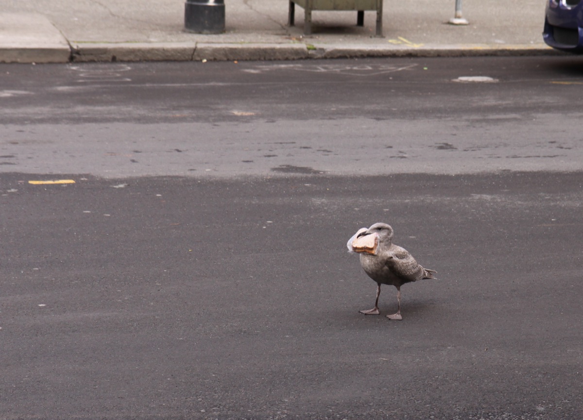 Seagull sandwich