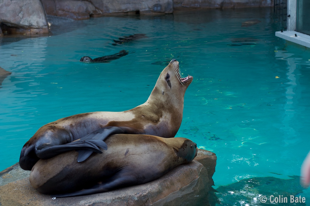 Sealion speaks