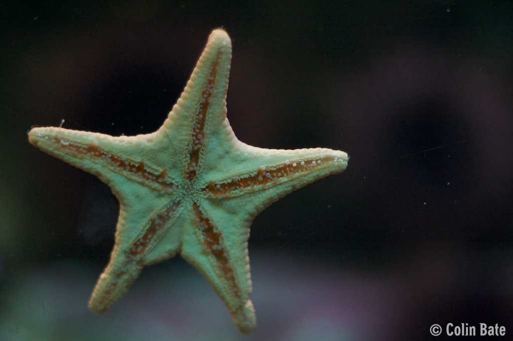 Starfish