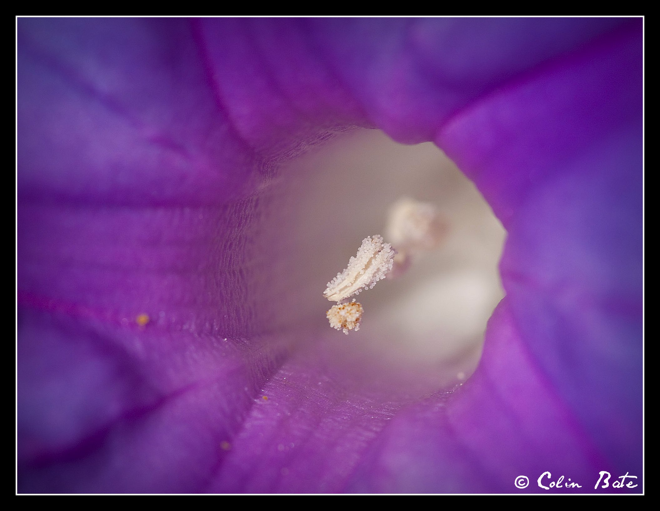 Stigma