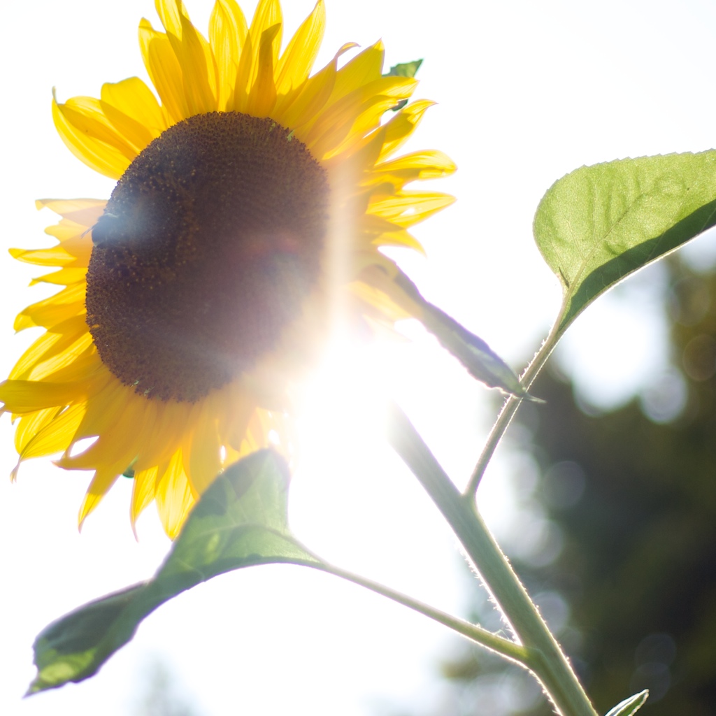 Sunflower II