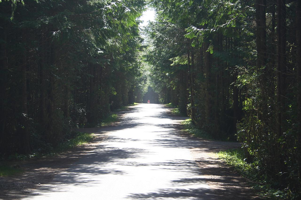 Sunlit path