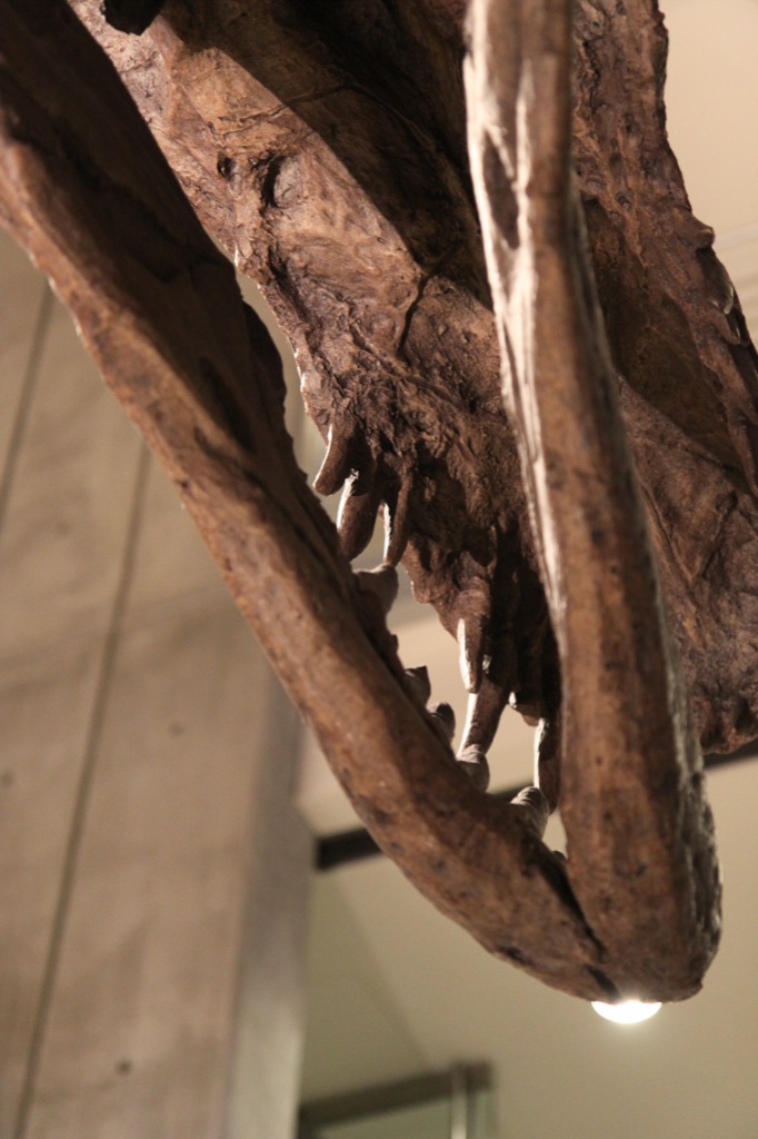 T-Rex jaw