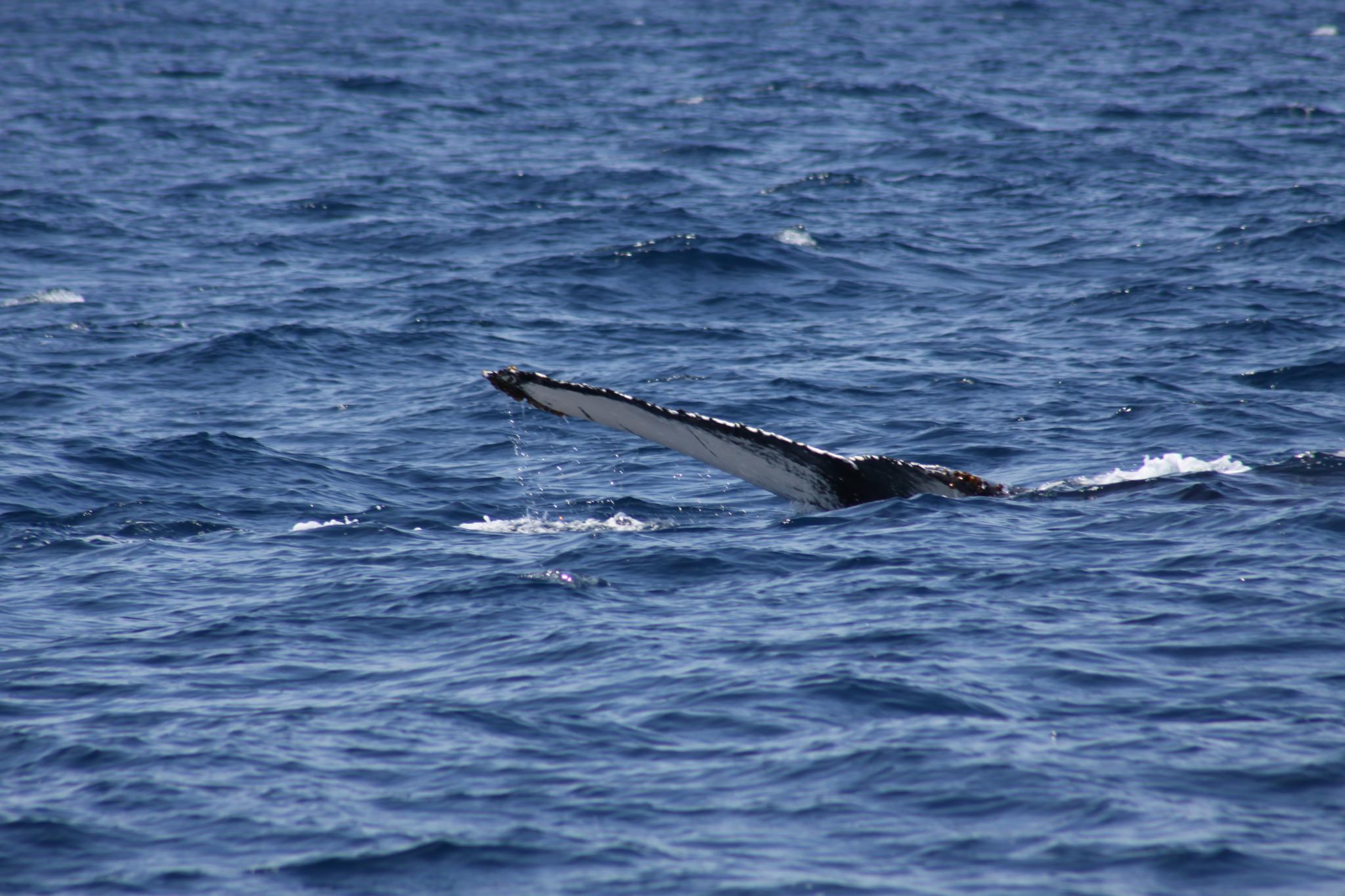 Tail sighting