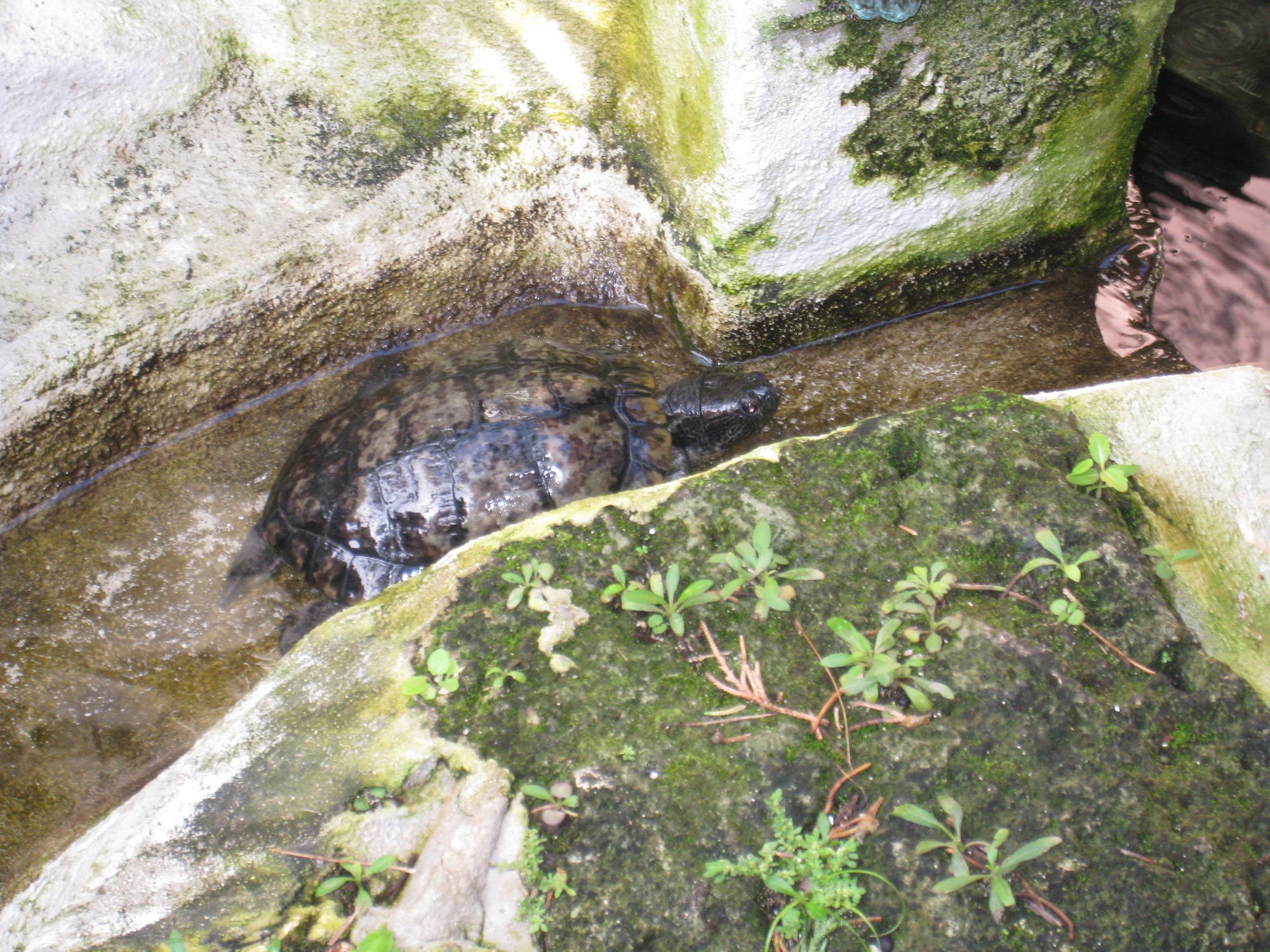 Terrapins