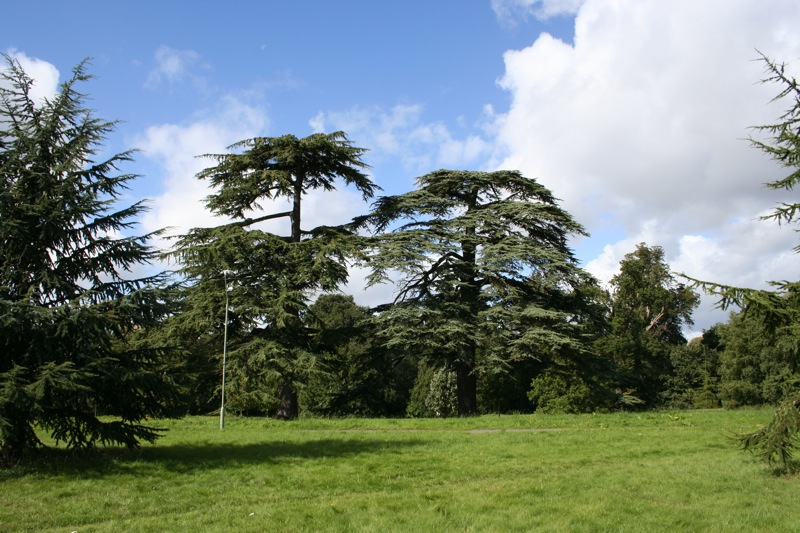 The Cedars