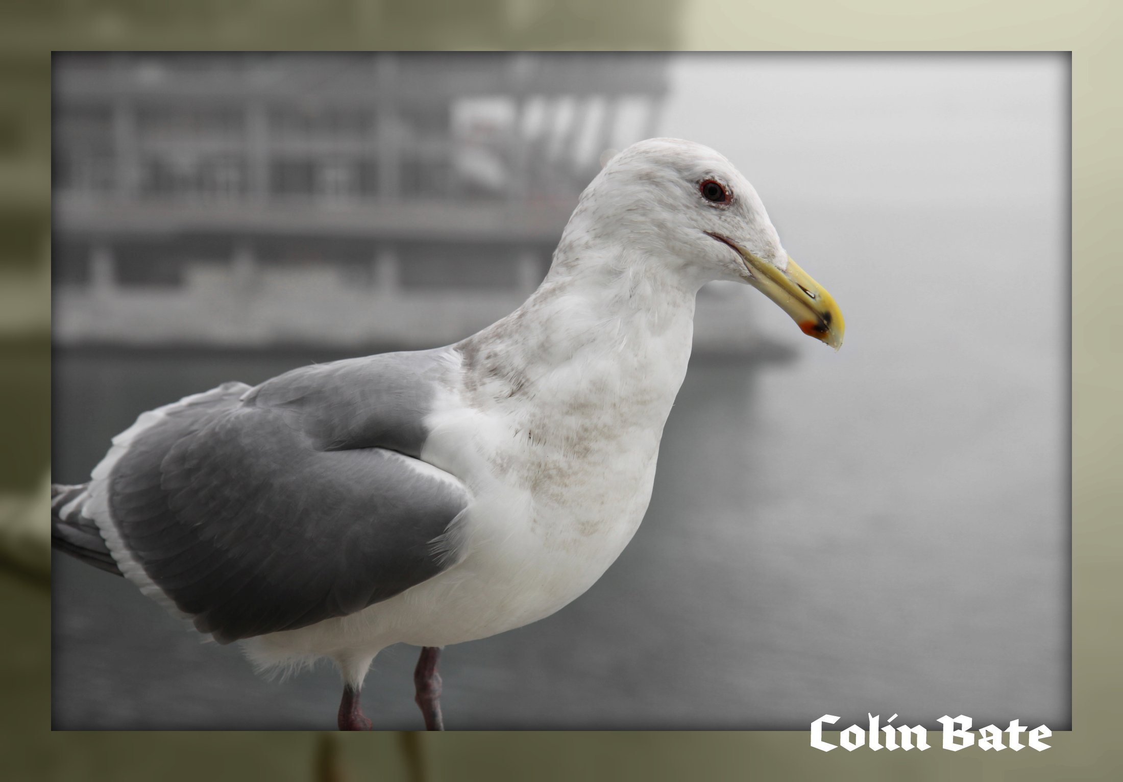 The Gull