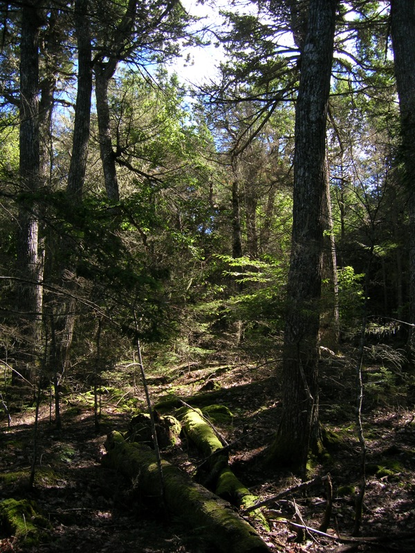 The woods
