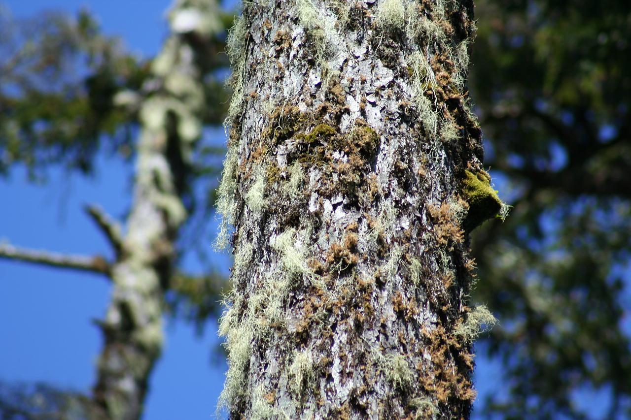 Tree bark