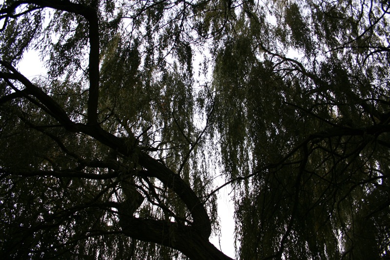 Willow trees