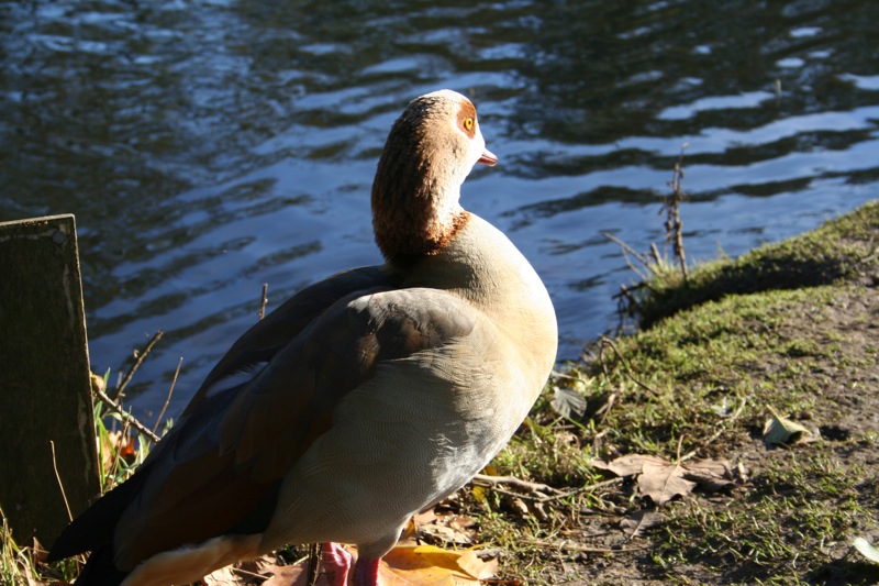 With duck